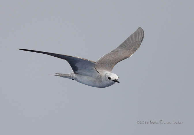 Blue Noddy (Procelsterna cerulea) photo