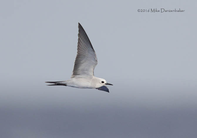 Blue Noddy (Procelsterna cerulea) photo
