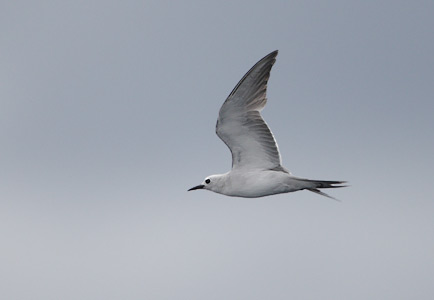 Grey Ternlet (Procelsterna cerulea) photo