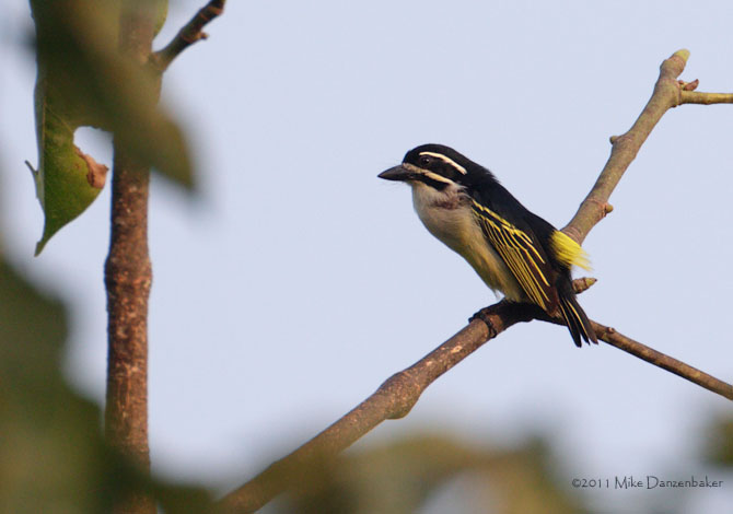 Yellow-rumped Tinkerbird (Pogoniulus bilineatus) photo