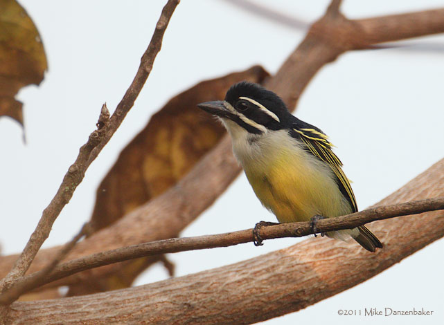 Yellow-rumped Tinkerbird (Pogoniulus bilineatus) photo