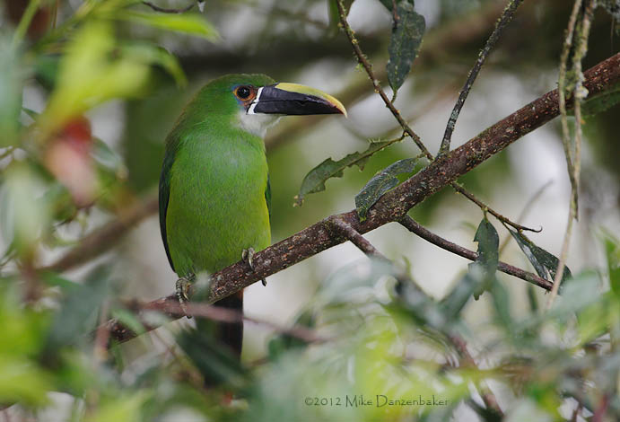 Andean Toucanet (Aulacorhynchus prasinus) photo