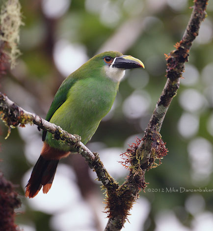 Andean Toucanet (Aulacorhynchus prasinus) photo
