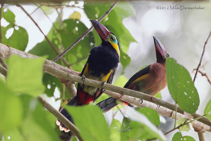 Golden-collared Toucanet (Selenidera reinwardtii) photo