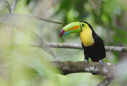 Keel-billed Toucan (Ramphastos sulfuratus) photo