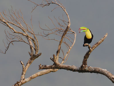 Keel-billed Toucan (Ramphastos sulfuratus) photo