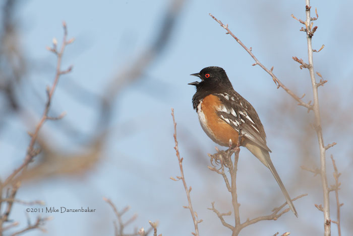 Spotted Towhee (Pipilo maculatus) photo
