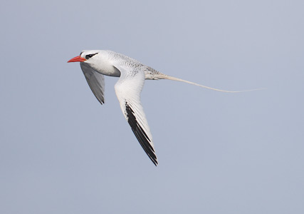 Red-billed Tropicbird (Phaethon aethereus) photo