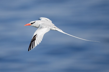 Red-billed Tropicbird (Phaethon aethereus) photo