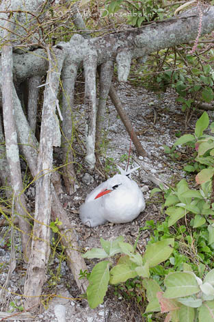 Red-tailed Tropicbird (Phaethon rubricauda) photo
