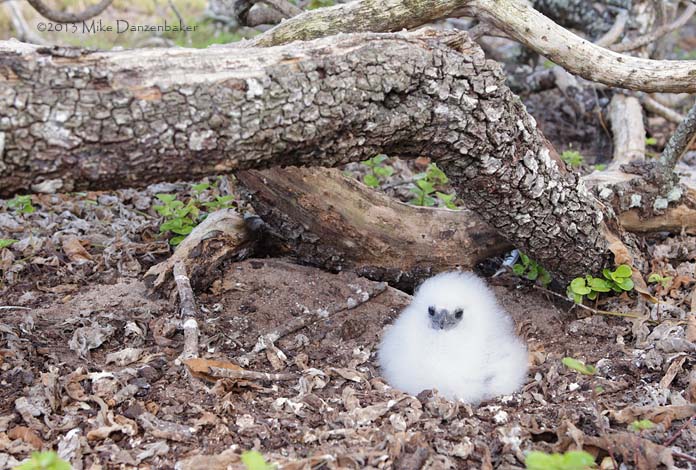 Red-tailed Tropicbird (Phaethon rubricauda) photo
