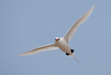 Red-tailed Tropicbird (Phaethon rubricauda) photo