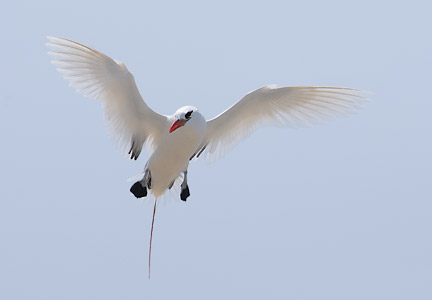 Red-tailed Tropicbird (Phaethon rubricauda) photo