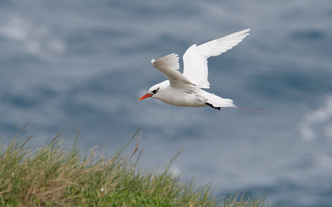 Red-tailed Tropicbird (Phaethon rubricauda) photo
