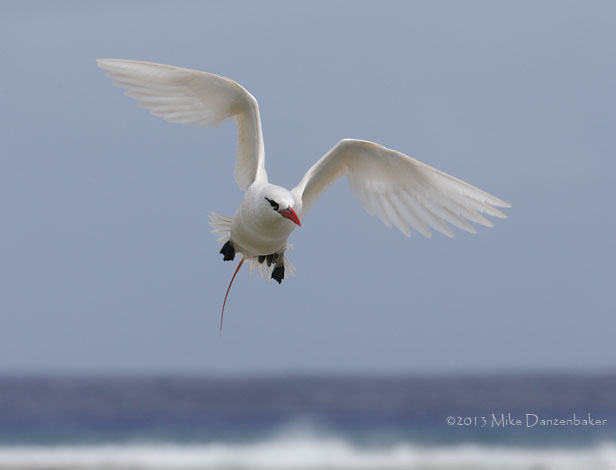Red-tailed Tropicbird (Phaethon rubricauda) photo