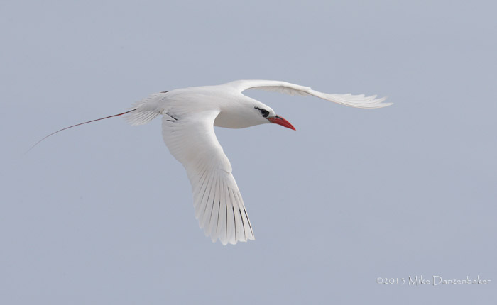 Red-tailed Tropicbird (Phaethon rubricauda) photo