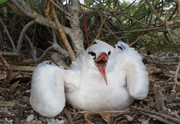 Red-tailed Tropicbird (Phaethon rubricauda) photo