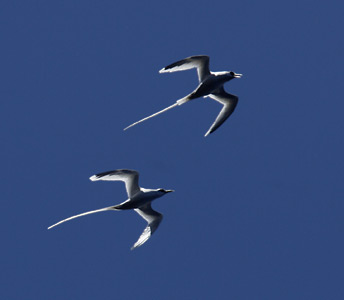 White-tailed Tropicbird (Phaethon lepturus) photo