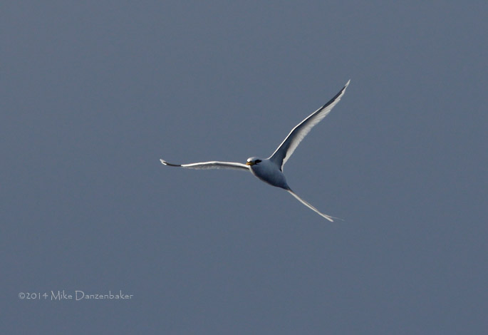 White-tailed Tropicbird (Phaethon lepturus) photo