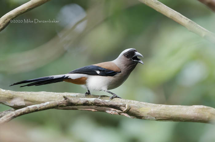Grey Treepie (Dendrocitta formosae) photo