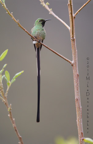 Black-tailed Trainbearer (Lesbia victoriae) photo