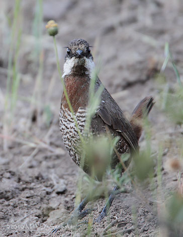 Moustached Turca (Pteroptochos megapodius) photo