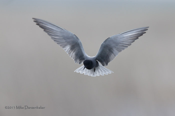 Black Tern (Chlidonias niger) photo
