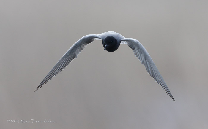 Black Tern (Chlidonias niger) photo