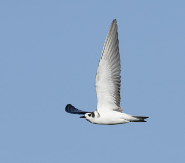 Black Tern (Chlidonias niger) photo