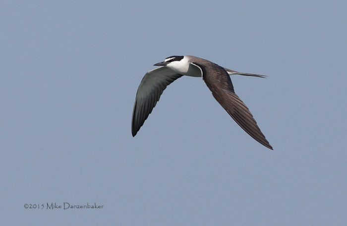Bridled Tern (Onychoprion anaethetus) photo