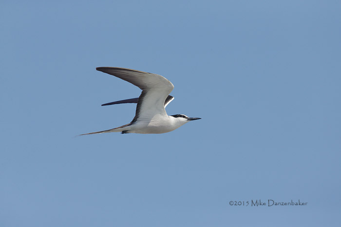 Bridled Tern (Onychoprion anaethetus) photo