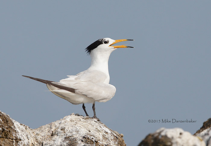 Chinese Crested Tern (Thalasseus bernsteini) photo