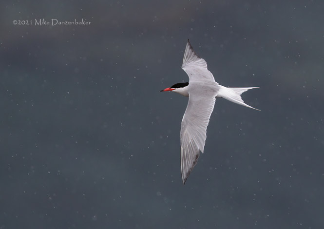 Common Tern (Sterna hirundo) photo