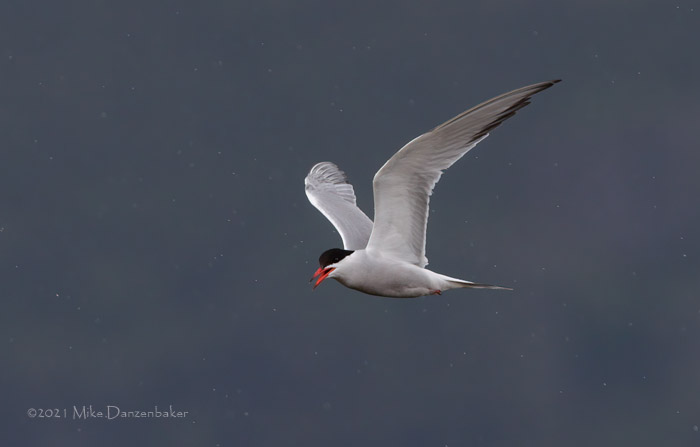 Common Tern (Sterna hirundo) photo