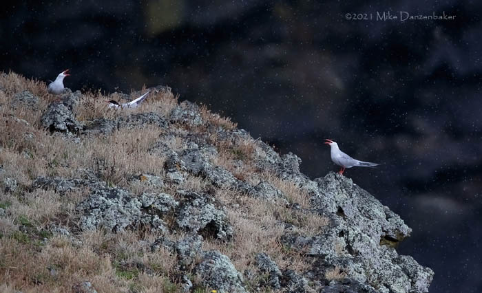 Common Tern (Sterna hirundo) photo