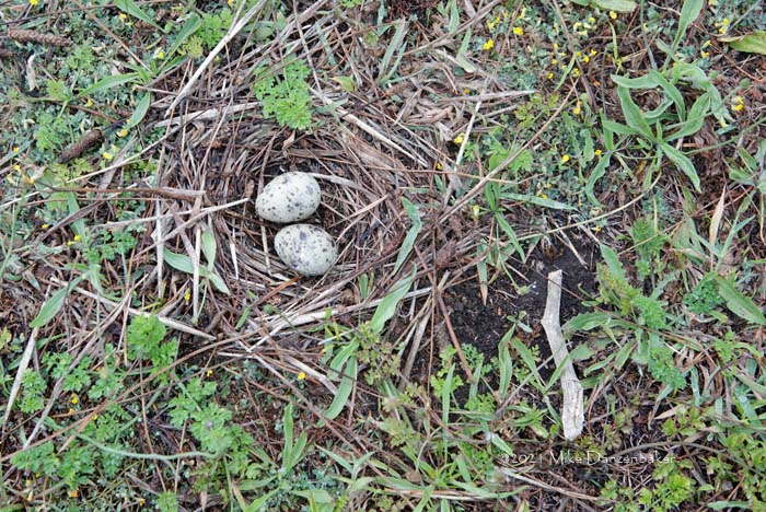 Common Tern (Sterna hirundo) photo
