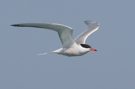 Common Tern (Sterna hirundo) photo