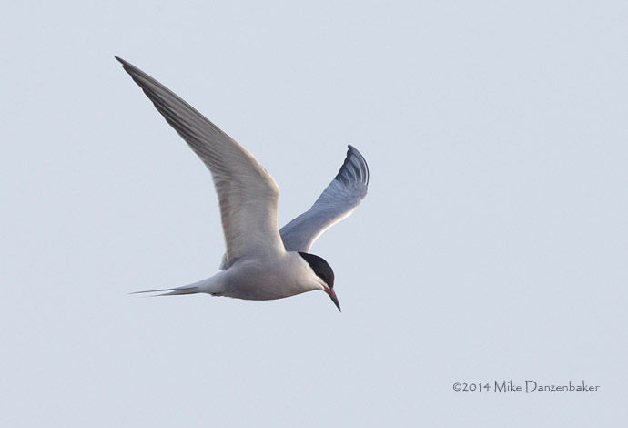 Common Tern (Sterna hirundo) photo