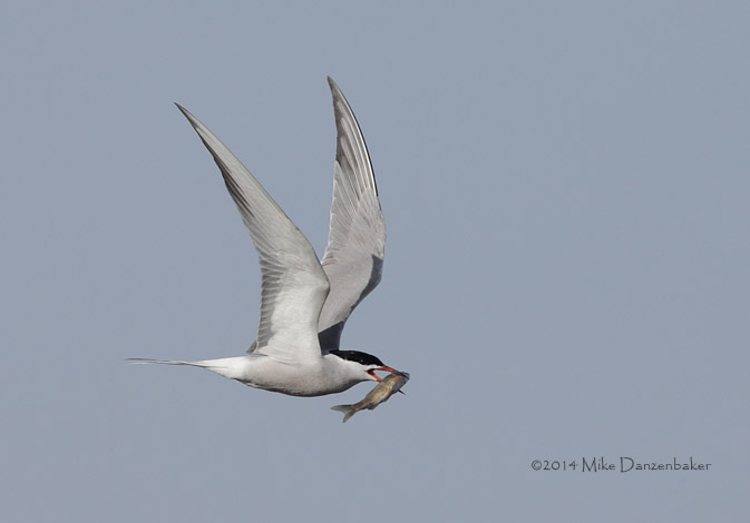 Common Tern (Sterna hirundo) photo