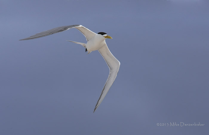 Crested Tern (Thalasseus bergii) photo
