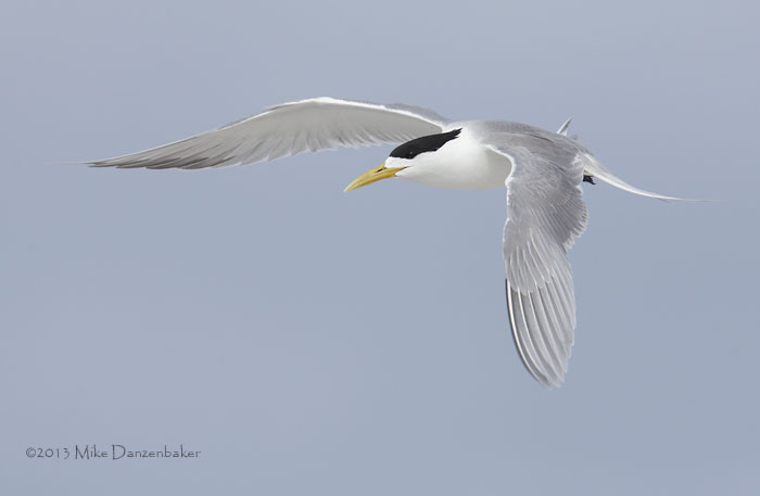 Crested Tern (Thalasseus bergii) photo