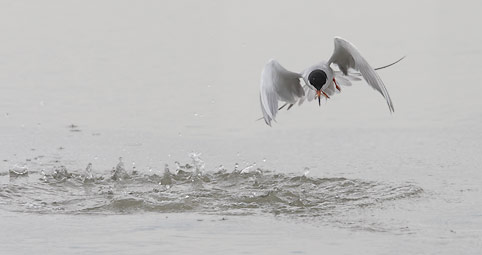Forster's Tern (Sterna forsteri) photo