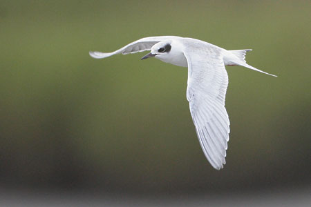 Forster's Tern (Sterna forsteri) photo