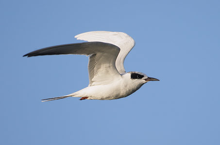 Forster's Tern (Sterna forsteri) photo
