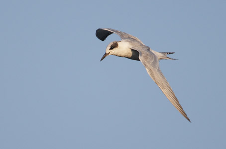 Forster's Tern (Sterna forsteri) photo