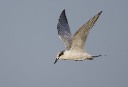 Forster's Tern (Sterna forsteri) photo