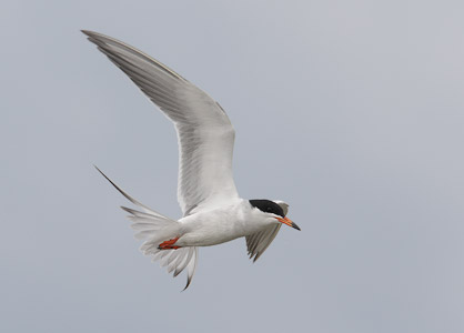 Forster's Tern (Sterna forsteri) photo