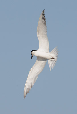 Gull-billed Tern (Sterna nilotica) photo