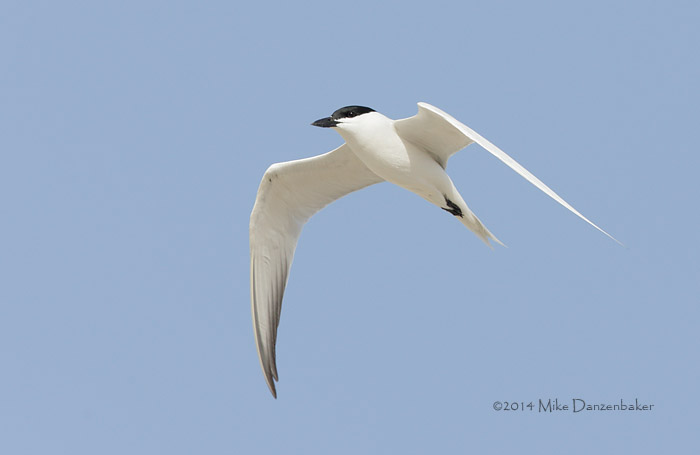 Gull-billed Tern (Gelochelidon nilotica) photo