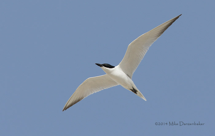 Gull-billed Tern (Gelochelidon nilotica) photo
